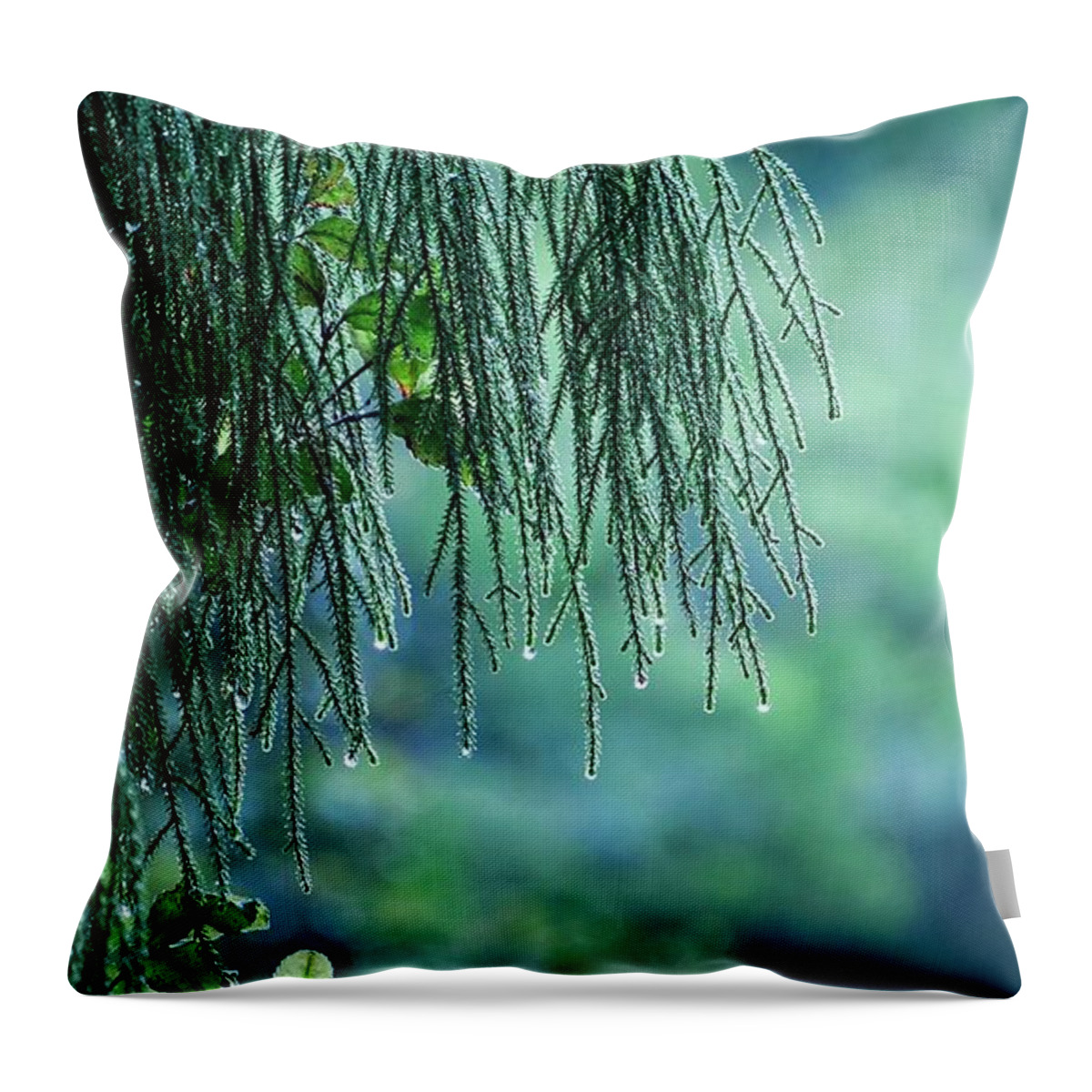 New Zealand Throw Pillow featuring the photograph Conifer Tree at Dawn, New Zealand by Steven Ralser