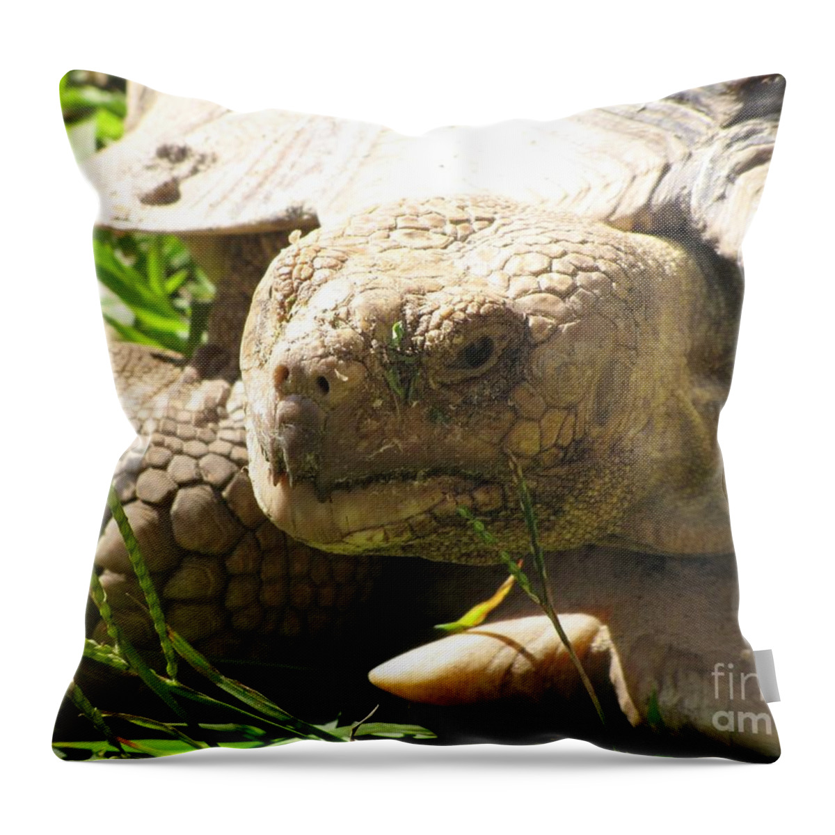 Cryptodira Throw Pillow featuring the photograph Contemplation by World Reflections By Sharon