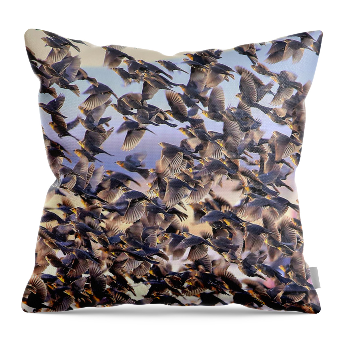 Birds Throw Pillow featuring the photograph Controled Chaos by Robert Harris