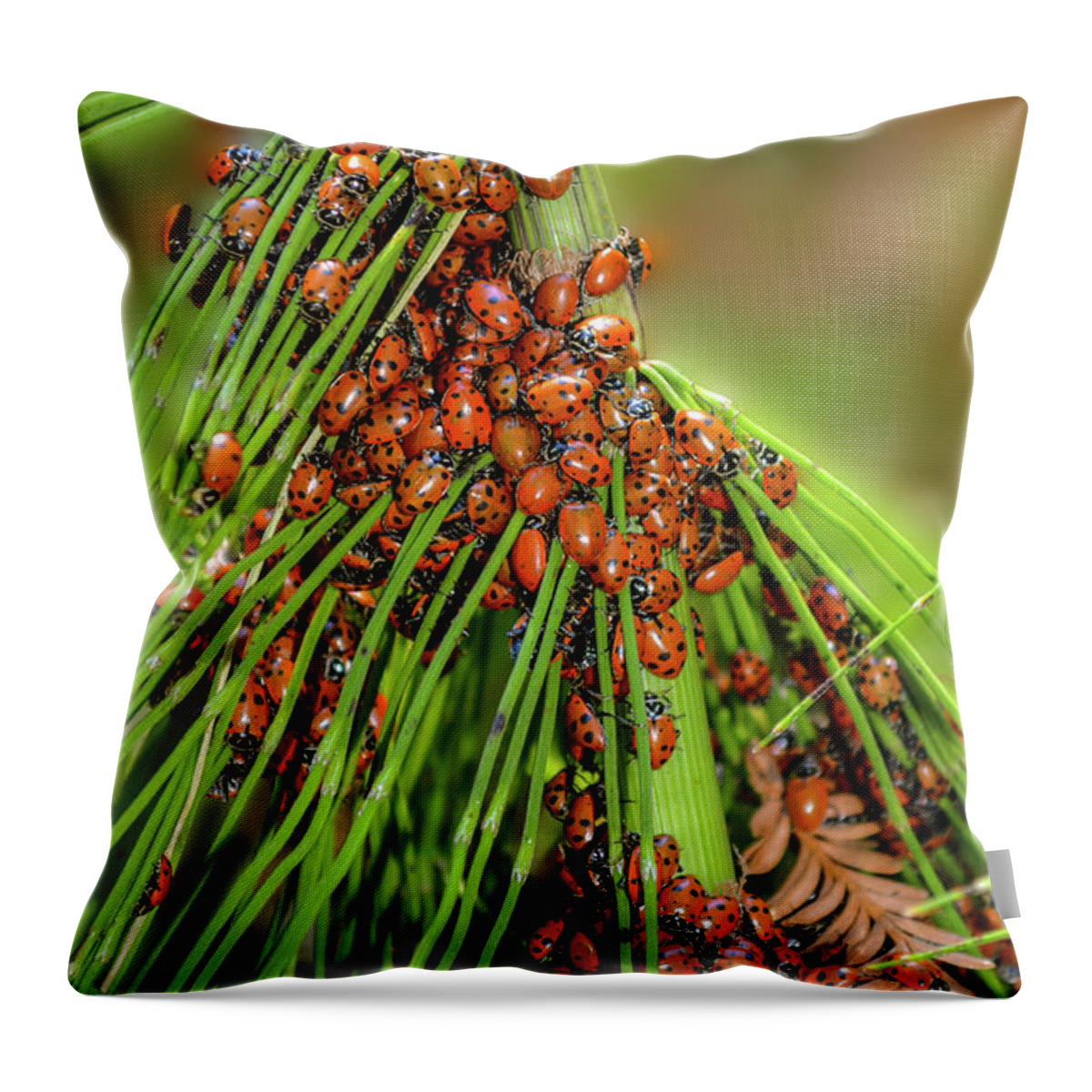 Many Throw Pillow featuring the photograph Convergence by Brian Tada
