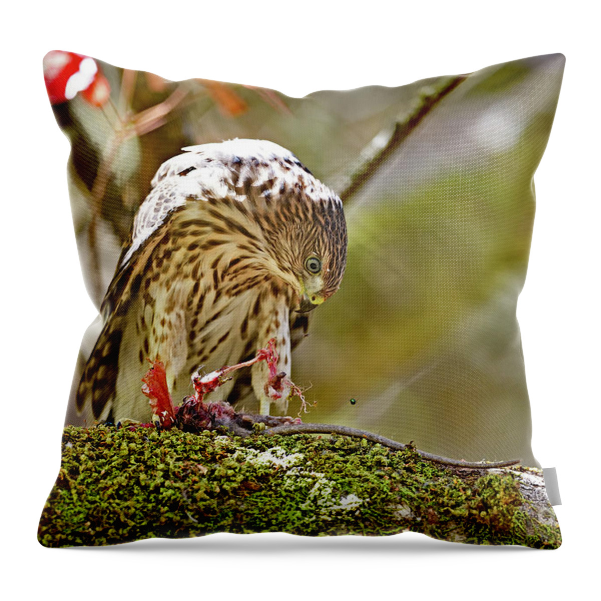 Cooper's Hawk Throw Pillow featuring the photograph Cooper's Hawk Devouring Large Rodent by Amazing Action Photo Video