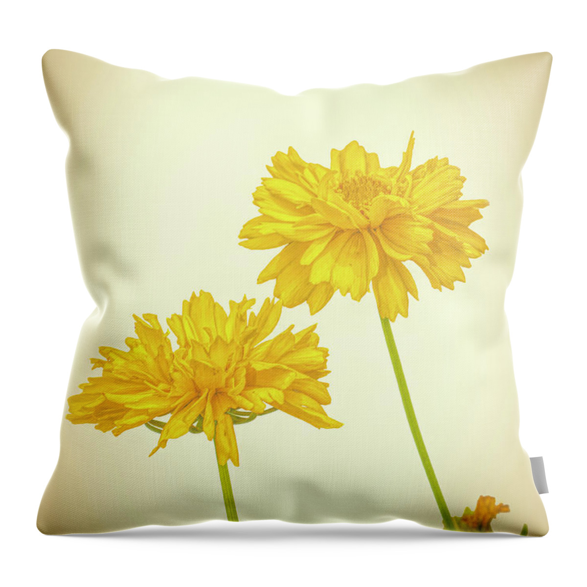 High Key Throw Pillow featuring the photograph Coreopsis by Allin Sorenson