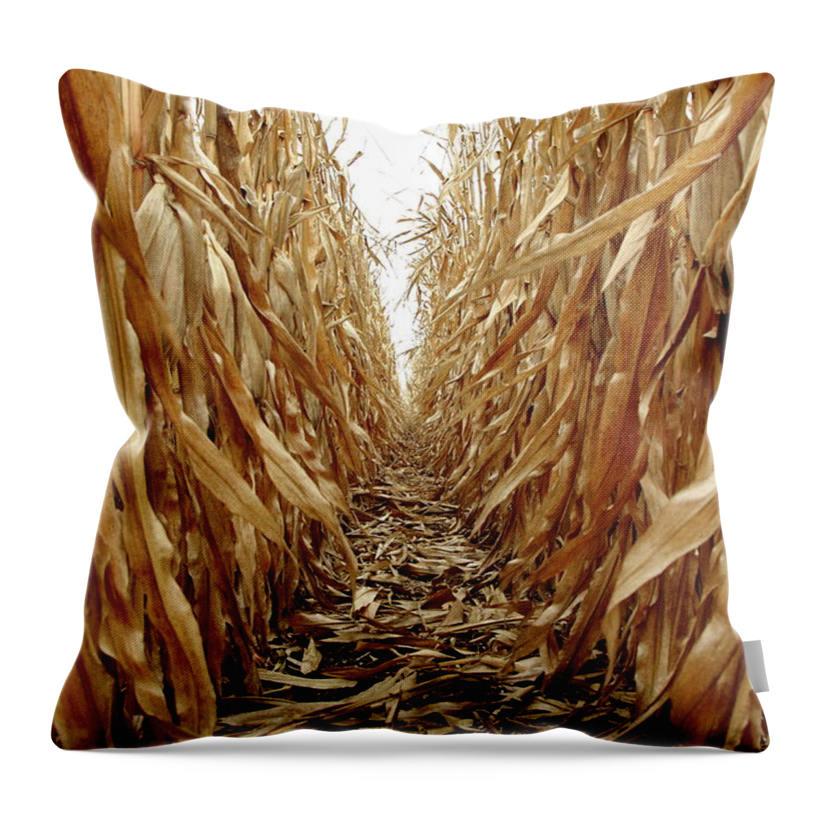 Agriculture Throw Pillow featuring the photograph Corn by Lens Art Photography By Larry Trager
