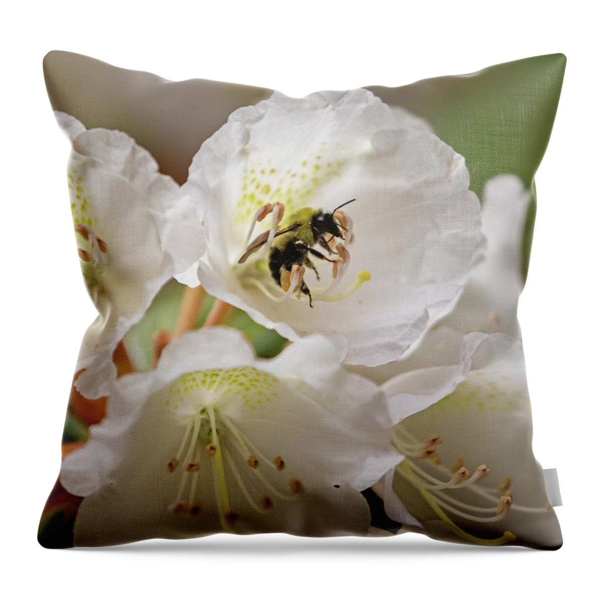 Cornell University Throw Pillow featuring the photograph Cornell Botanic Gardens #4 by Mindy Musick King