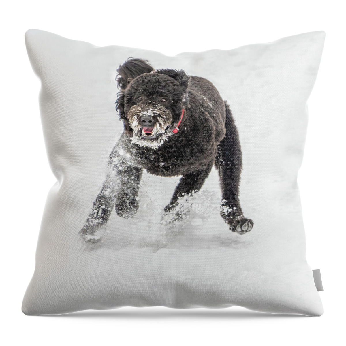 February Throw Pillow featuring the photograph Cosmo Crazy by Dee Potter