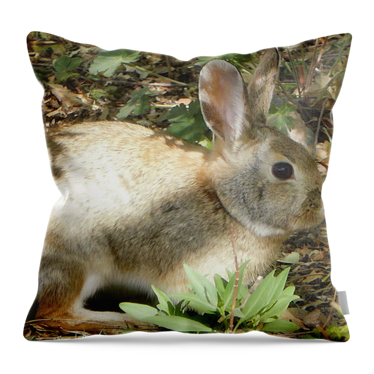 Animals Throw Pillow featuring the photograph Cottontail by Segura Shaw Photography