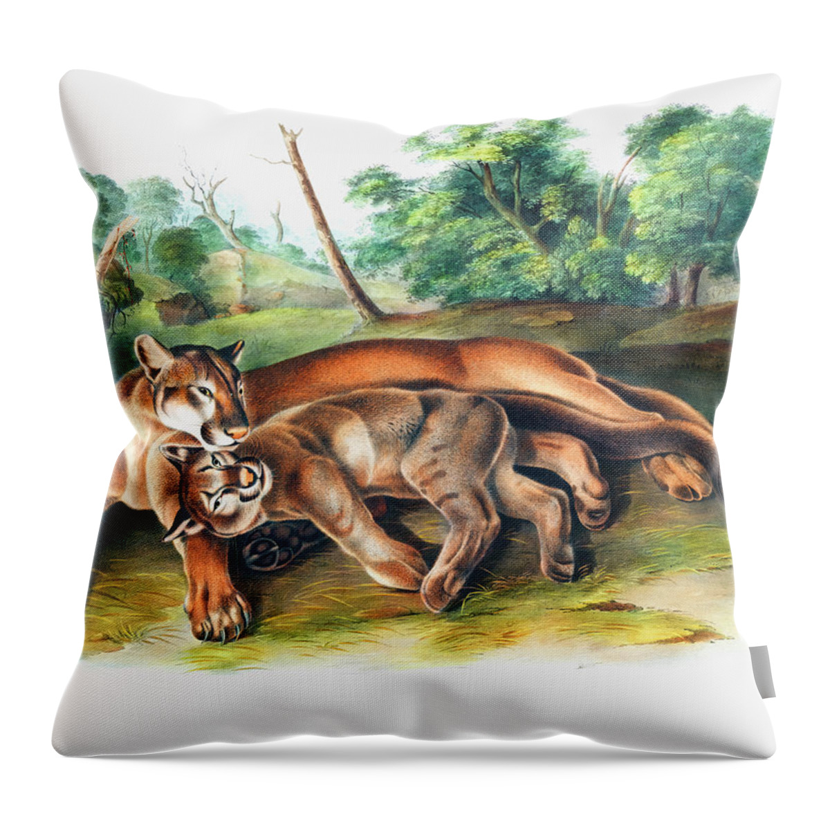 Cougar Throw Pillow featuring the drawing Cougar by John Woodhouse Audubon