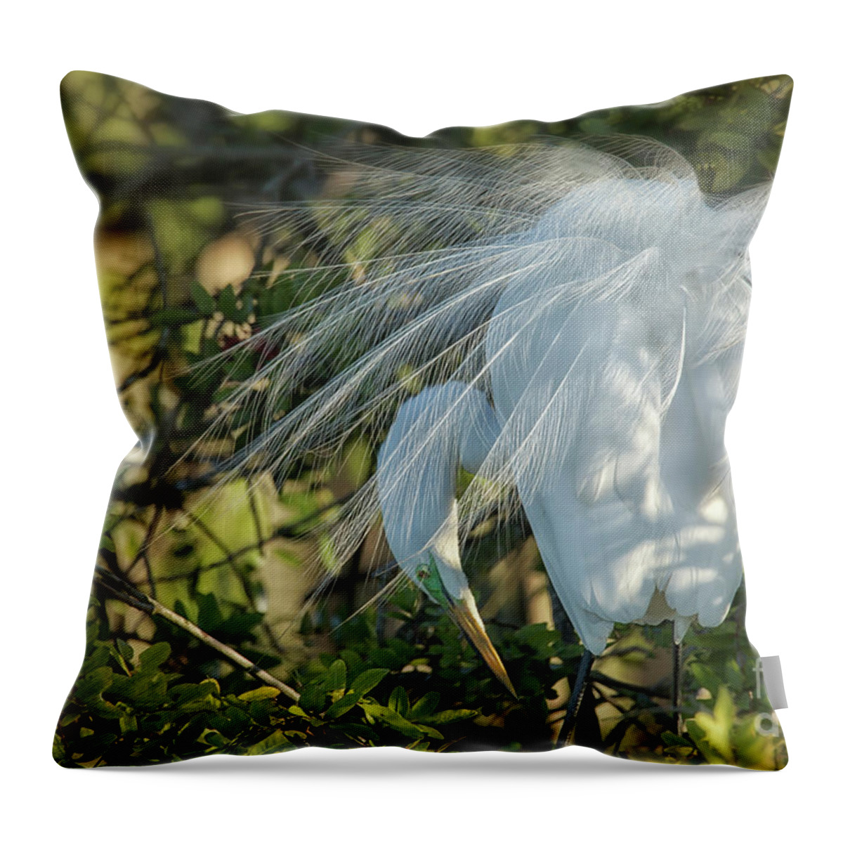 Great White Egret Displaying Breeding Plumage Throw Pillow featuring the photograph Courtship At Dawn by Mary Lou Chmura