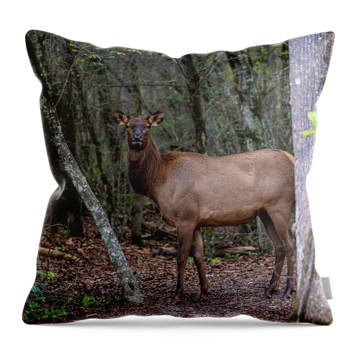 Great Smoky Mountains National Park Throw Pillow featuring the photograph Cow Elk in the GSMNP by Robert J Wagner