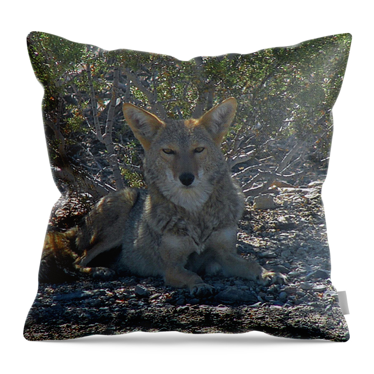 Coyote Throw Pillow featuring the photograph Coyote 2 by Carl Moore