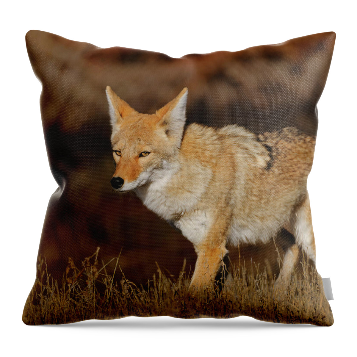 Coyote Throw Pillow featuring the photograph Coyote by Gary Langley