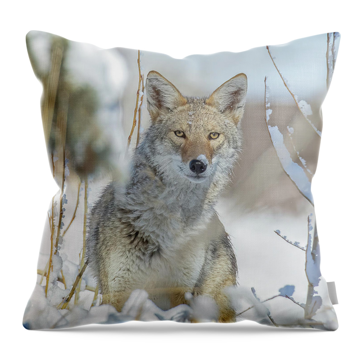 Portrait Throw Pillow featuring the photograph Coyote Hunting In Snow by Vicki Stansbury