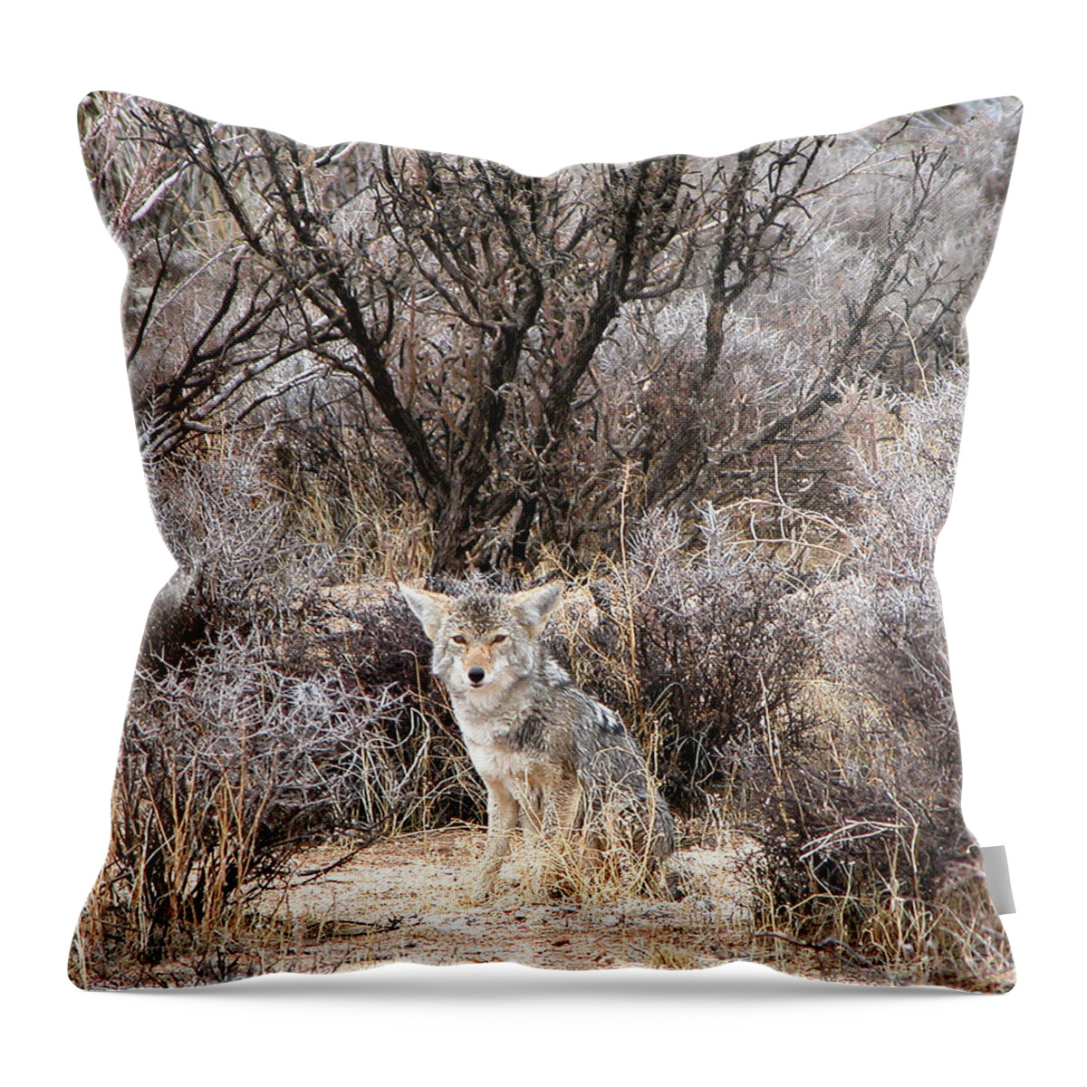 Coyote Throw Pillow featuring the photograph Coyote by Perry Hoffman