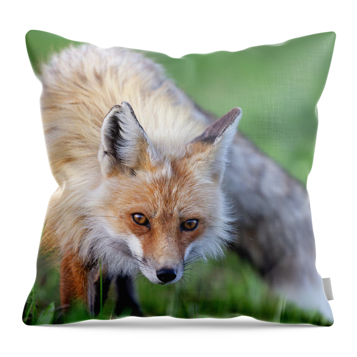Red Fox Throw Pillow featuring the photograph Creeping Fox by Max Waugh
