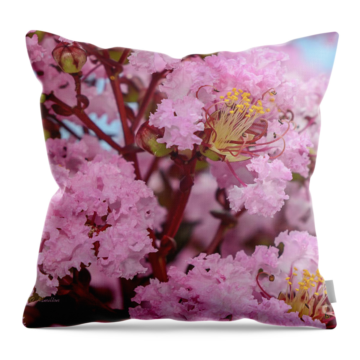Crepe Myrtle Throw Pillow featuring the photograph Crepe Myrtle Flowers by Olga Hamilton