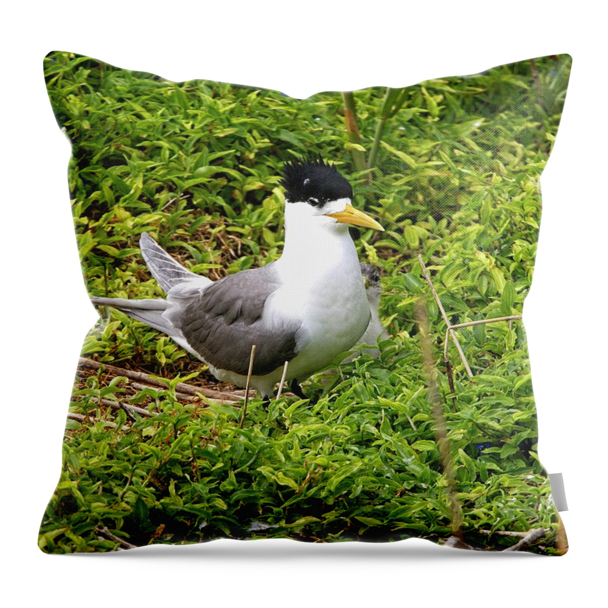Australia Throw Pillow featuring the photograph Crested Tern and Chick, Australia by Steven Ralser