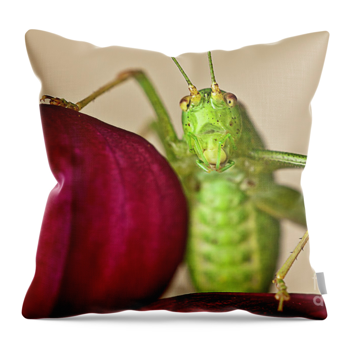 Macro Green Cricket Eyes Looking Portrait Red Flower Dahlia Insect Eye Contact Legs Whiskers Soft Delicate Vivid Color Beauty Alone Single Posing Elegant Elegance Handsome Figure Character Expressive Charming Singular Nature Beautiful Stylish Striking Solo Fantastic Solitary Lonely Lonesome Loner Pretty Delightful Serenity Enjoying Joy Stimulating Mysterious Surreal Creative Funny Fantasy Weird Imaginary Aesthetic Eccentric Grotesque Bizarre Peculiar Acquaintance Appearance Face Meet Talk Simple Throw Pillow featuring the photograph A Conversation-standing Up Cricket On Red Dahlia Flower Asking Who Are You? Let's Talk Real Macro #1 by Tatiana Bogracheva