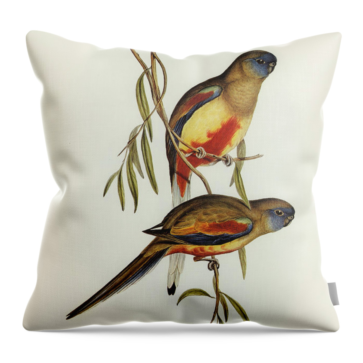 Crimson-bellied Parakeet Throw Pillow featuring the drawing Crimson-bellied Parakeet, Psephotus haematogaster by John Gould
