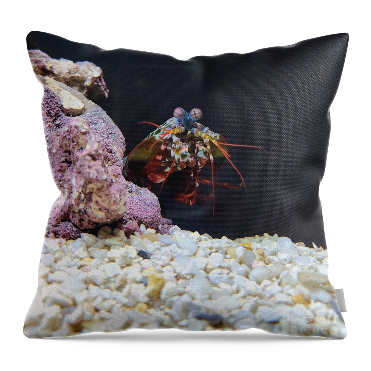 Crab Throw Pillow featuring the pyrography Cross-eyed crab by Elena Pratt