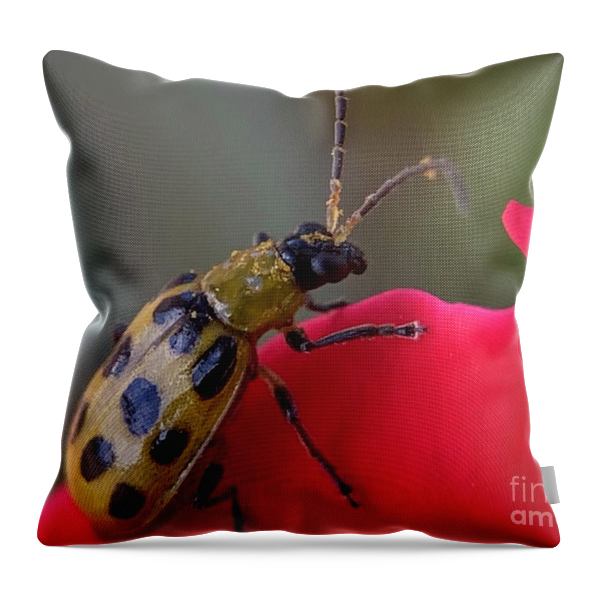 Beetle Throw Pillow featuring the photograph Cucumber Beetle by Catherine Wilson