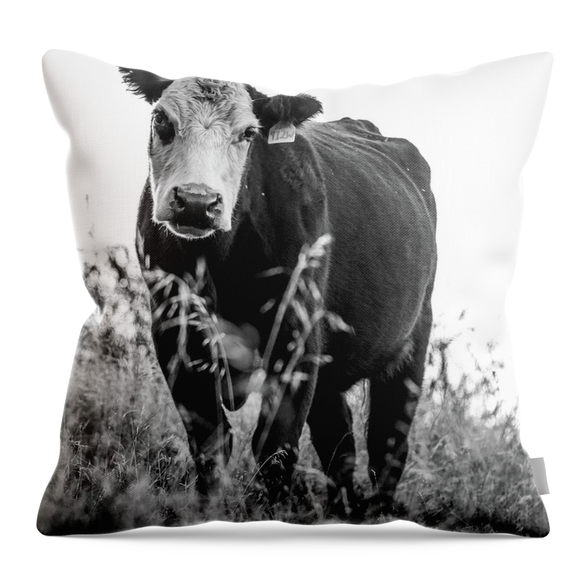 Cow Throw Pillow featuring the photograph Curious Cow by Vincent Bonafede