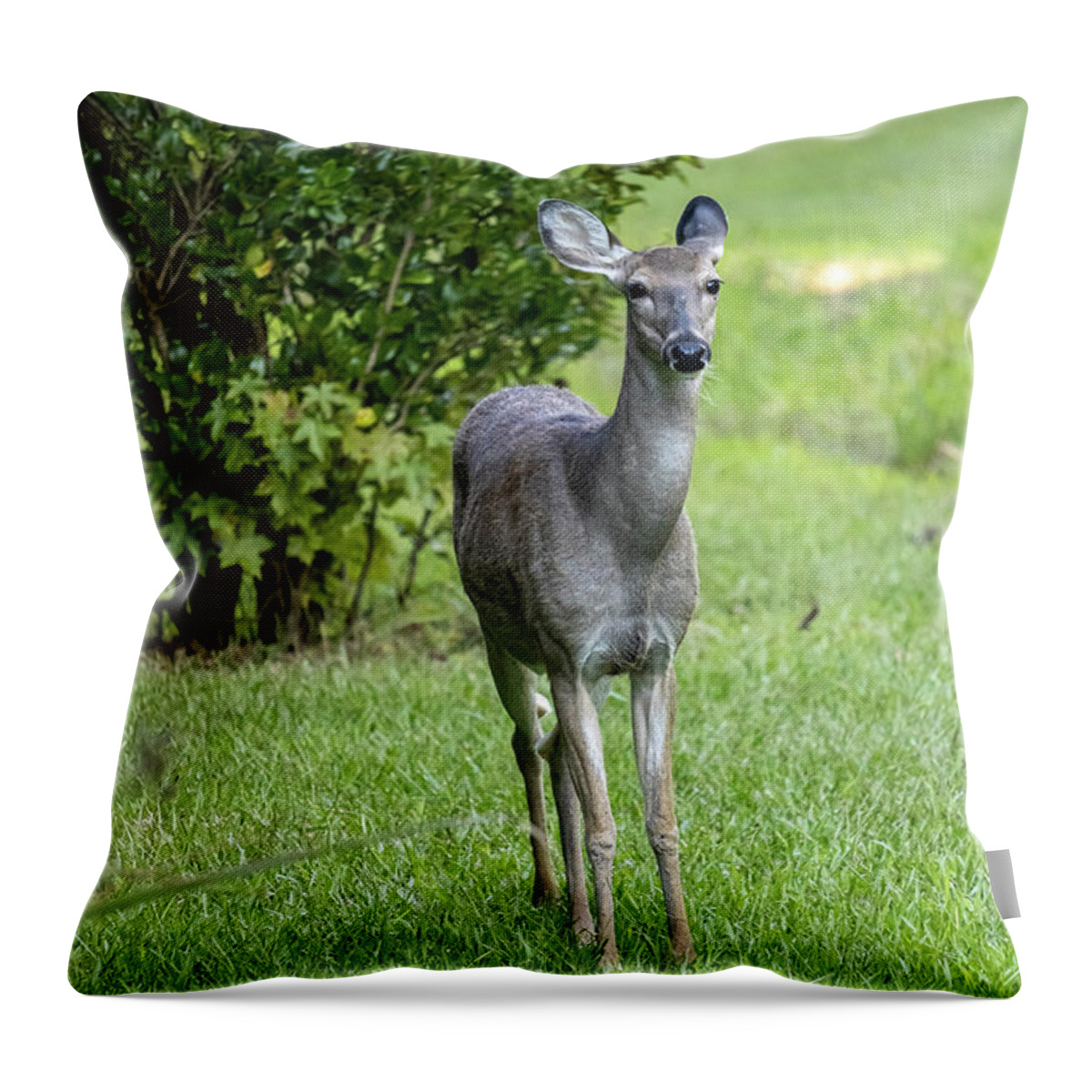Mammal Throw Pillow featuring the photograph Curious Deer 2 by Rick Nelson