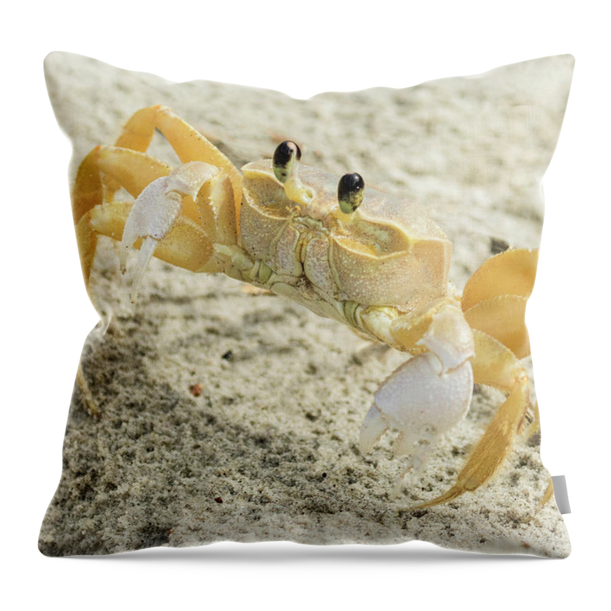 Ghost Crab Throw Pillow featuring the photograph Curious Ghost Crab by Jurgen Lorenzen