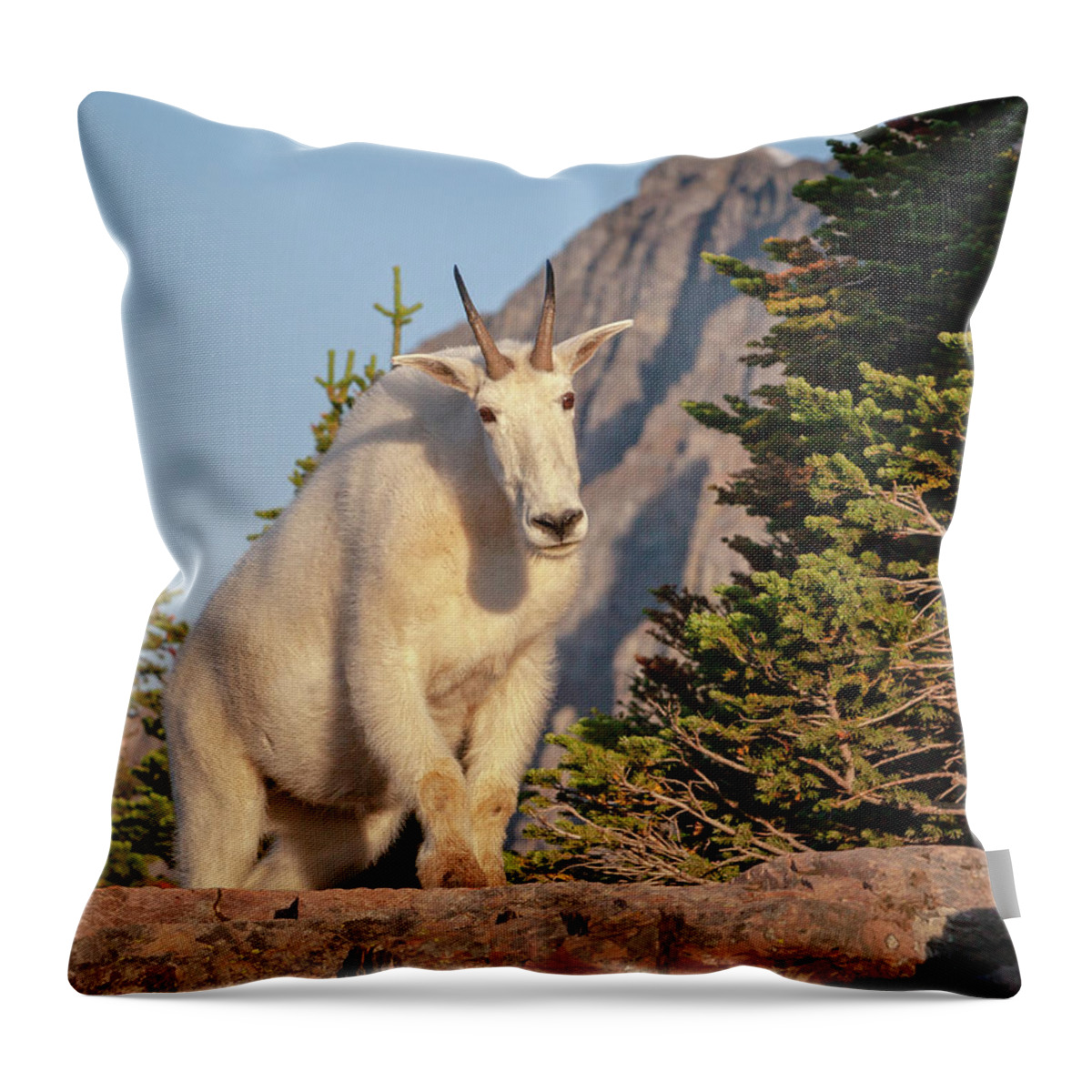 Glacier National Park Throw Pillow featuring the photograph Curious Mountain Goat by Jack Bell