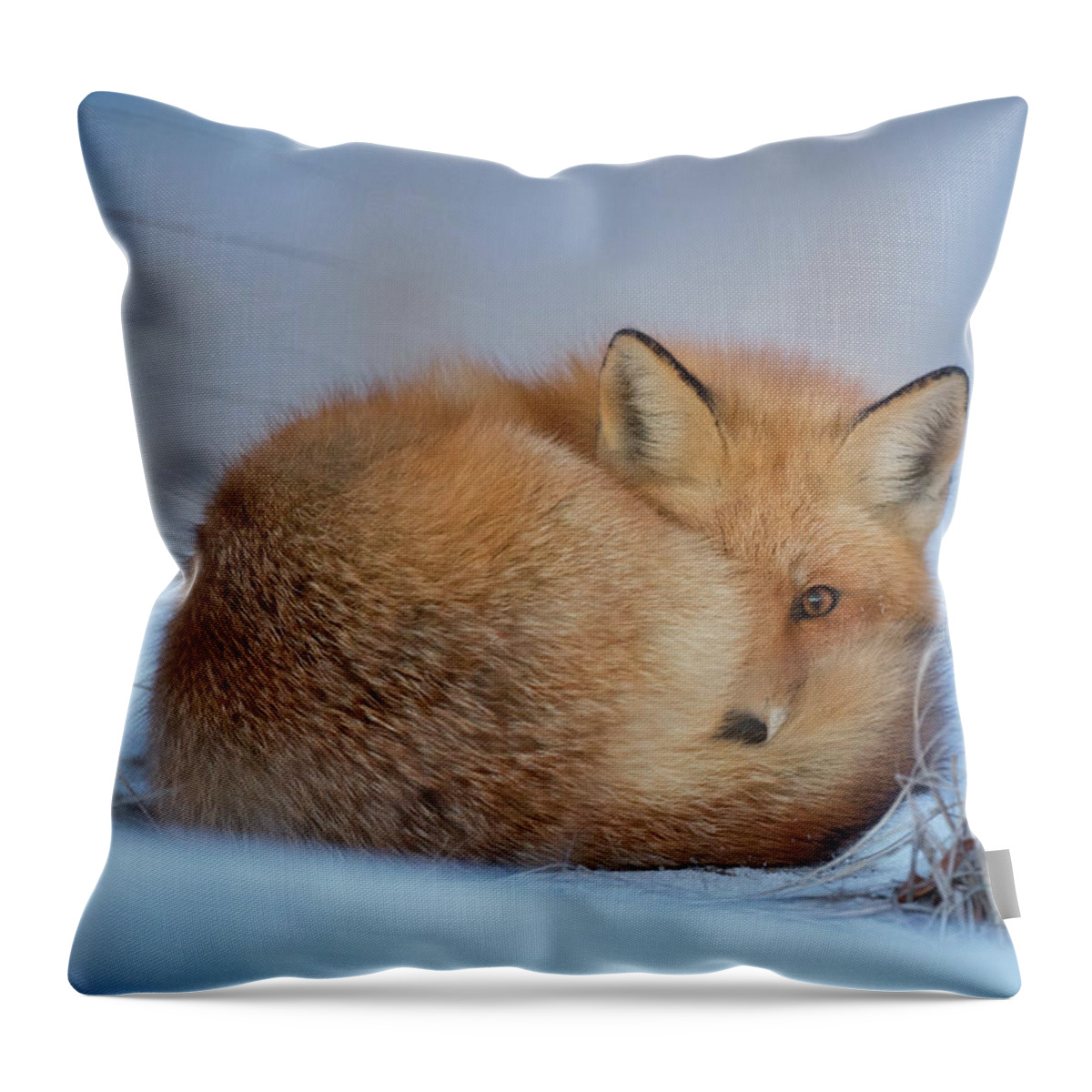 Fox In Snow Throw Pillow featuring the photograph Curled Up Fox by World Art Collective