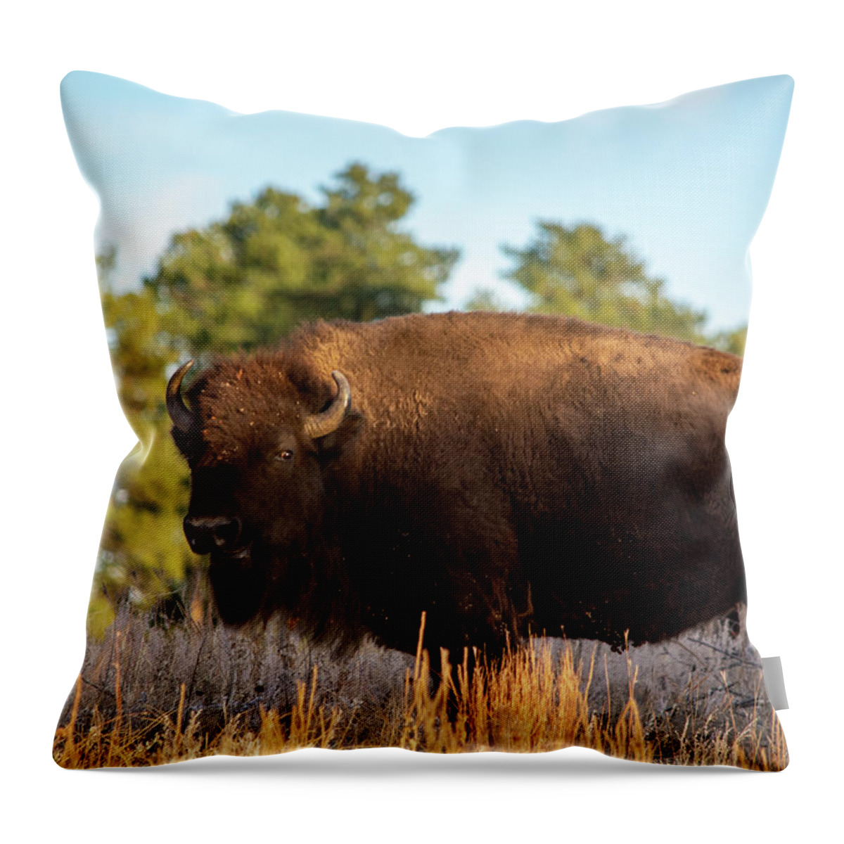American Bison Throw Pillow featuring the photograph Custer South Dakota Bison by Kyle Hanson