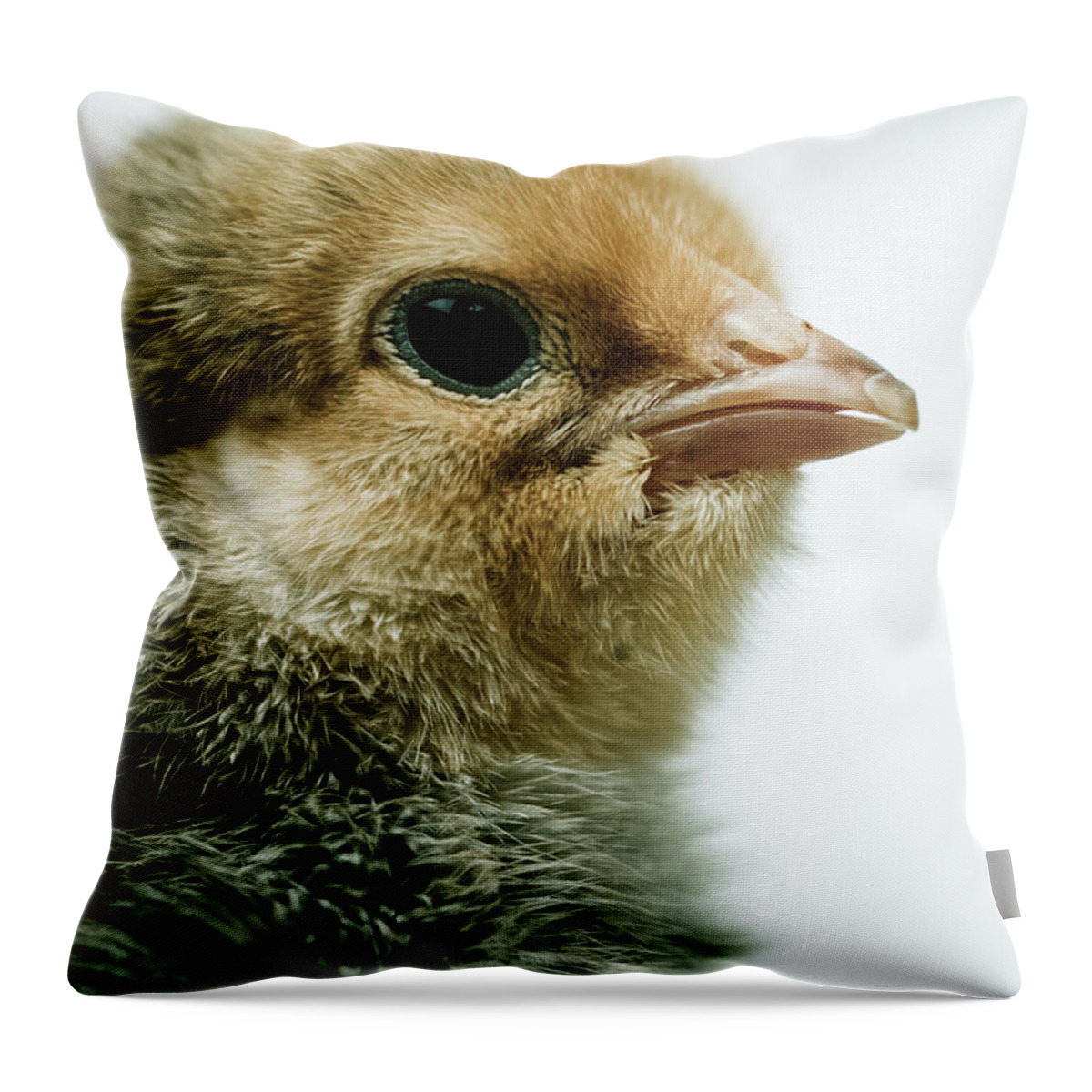 Buff Brahma Throw Pillow featuring the photograph Cute Baby Chick - Buff Brahma by Ada Weyland
