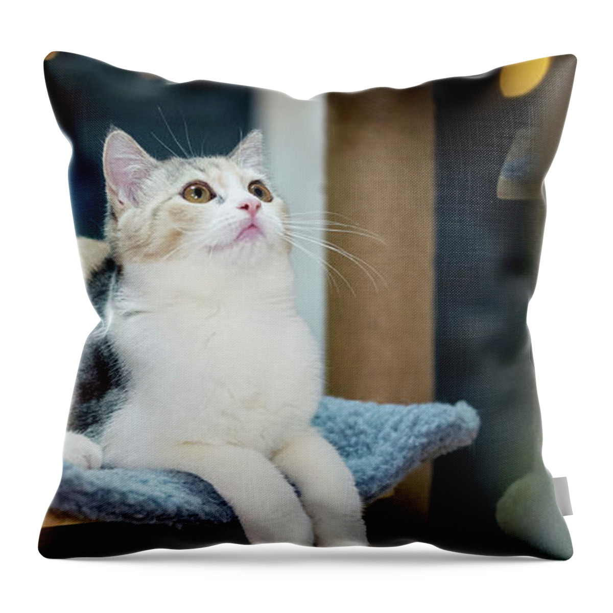 Cute Cat Throw Pillow featuring the photograph Cute cat by Top Wallpapers