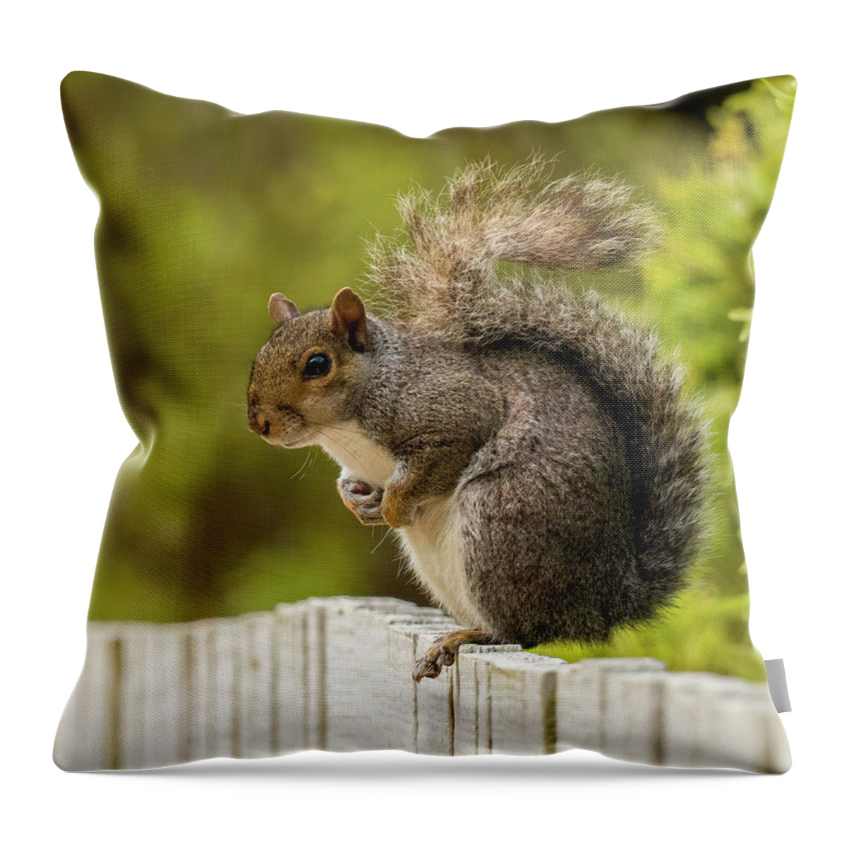Sciurus Carolinensis Throw Pillow featuring the photograph Cute Squirrel by Rachel Morrison