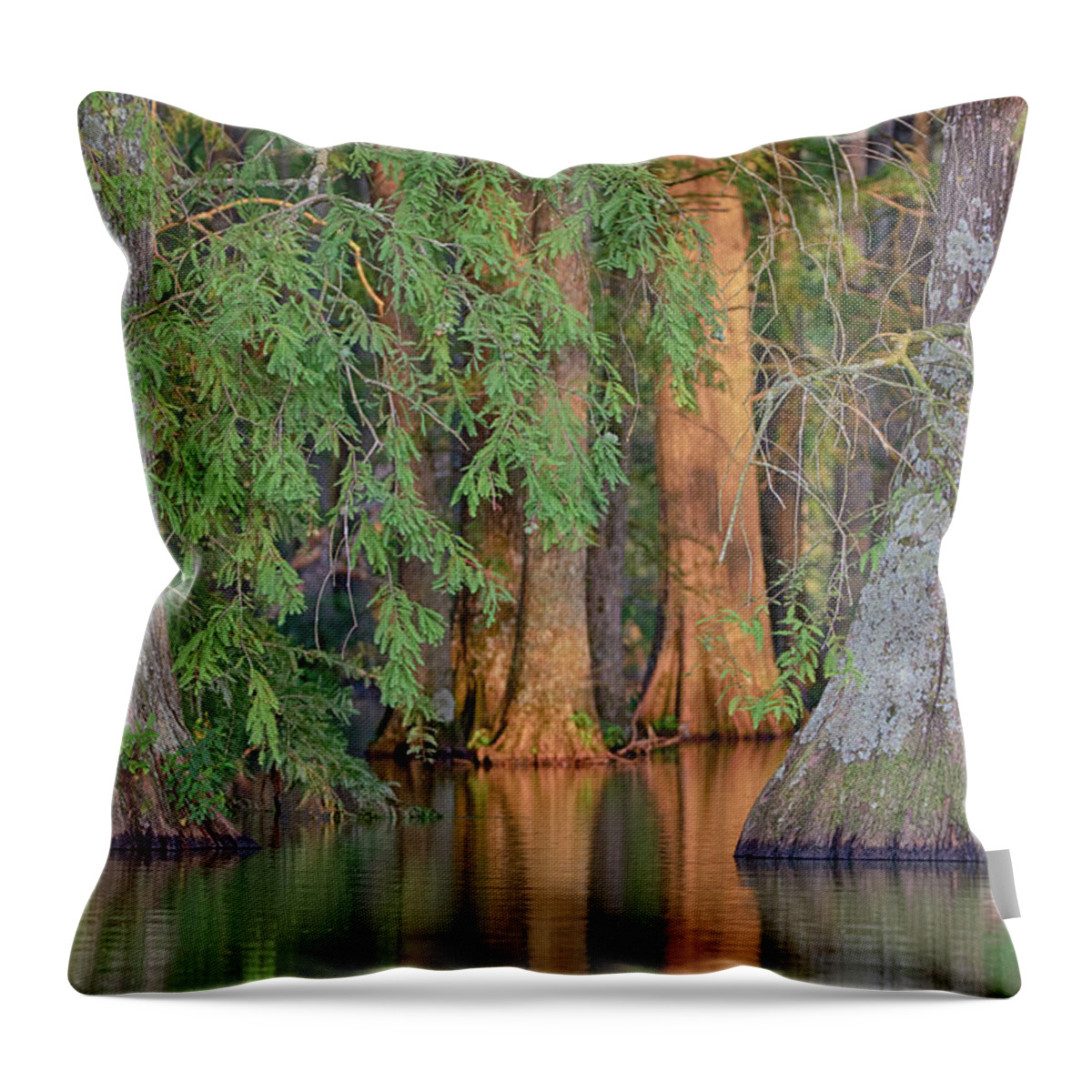 Cypress Throw Pillow featuring the photograph Cypress Avenue by Jim Cook