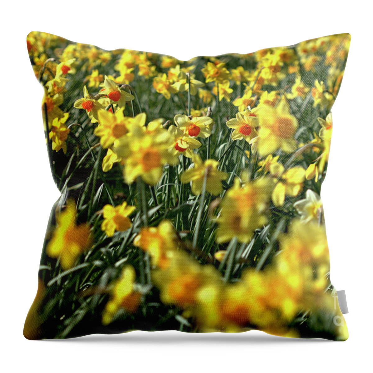 Flower Throw Pillow featuring the photograph Daffodil Carpet by Stephen Melia