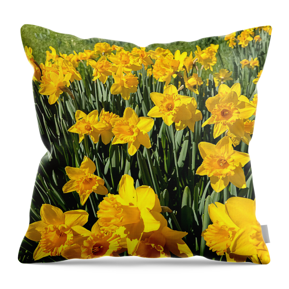 Daffodils Throw Pillow featuring the photograph Daffodil Dreams by Steph Gabler