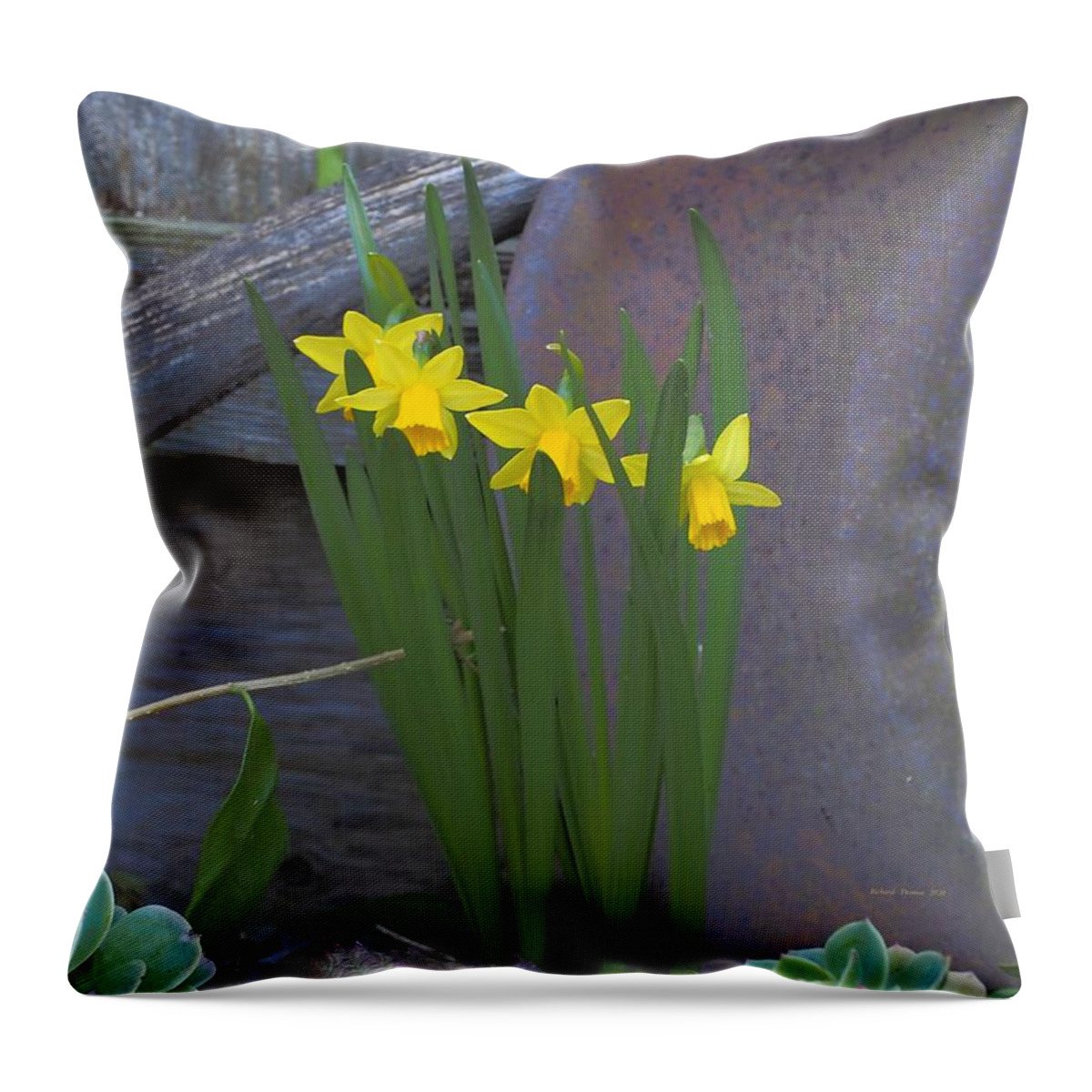 Botanical Throw Pillow featuring the photograph Daffodil Gold by Richard Thomas