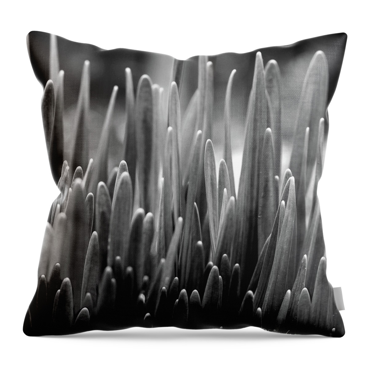 Daffodil Shoots Bw Throw Pillow featuring the photograph Daffodil Shoots by Natalie Dowty