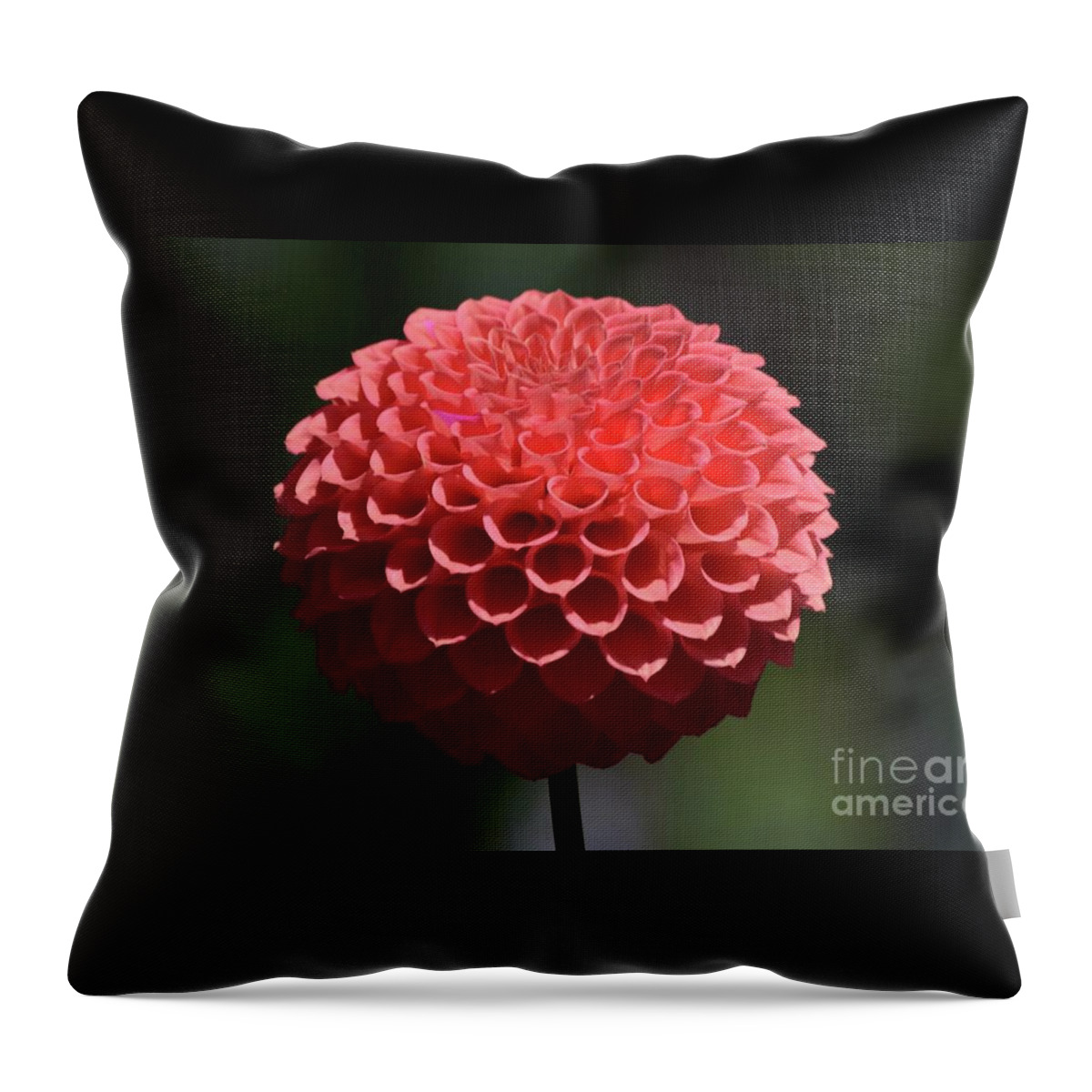 Art Throw Pillow featuring the photograph Dahlia in Fall by Jeannie Rhode