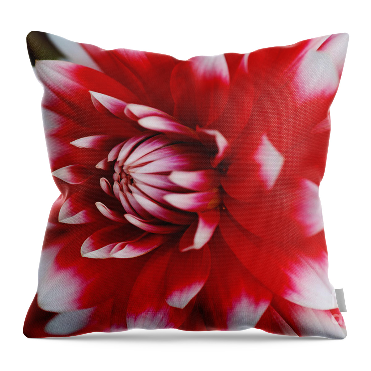 Fire And Ice Throw Pillow featuring the photograph Dahlia Rich Red and White by Joy Watson