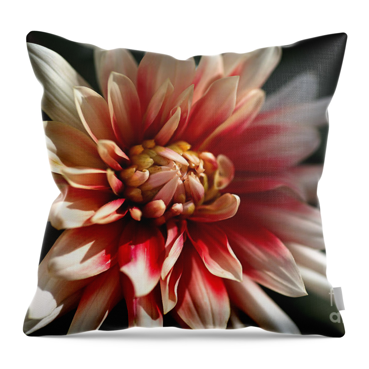 Fire And Ice Throw Pillow featuring the photograph Dahlia Warmth by Joy Watson
