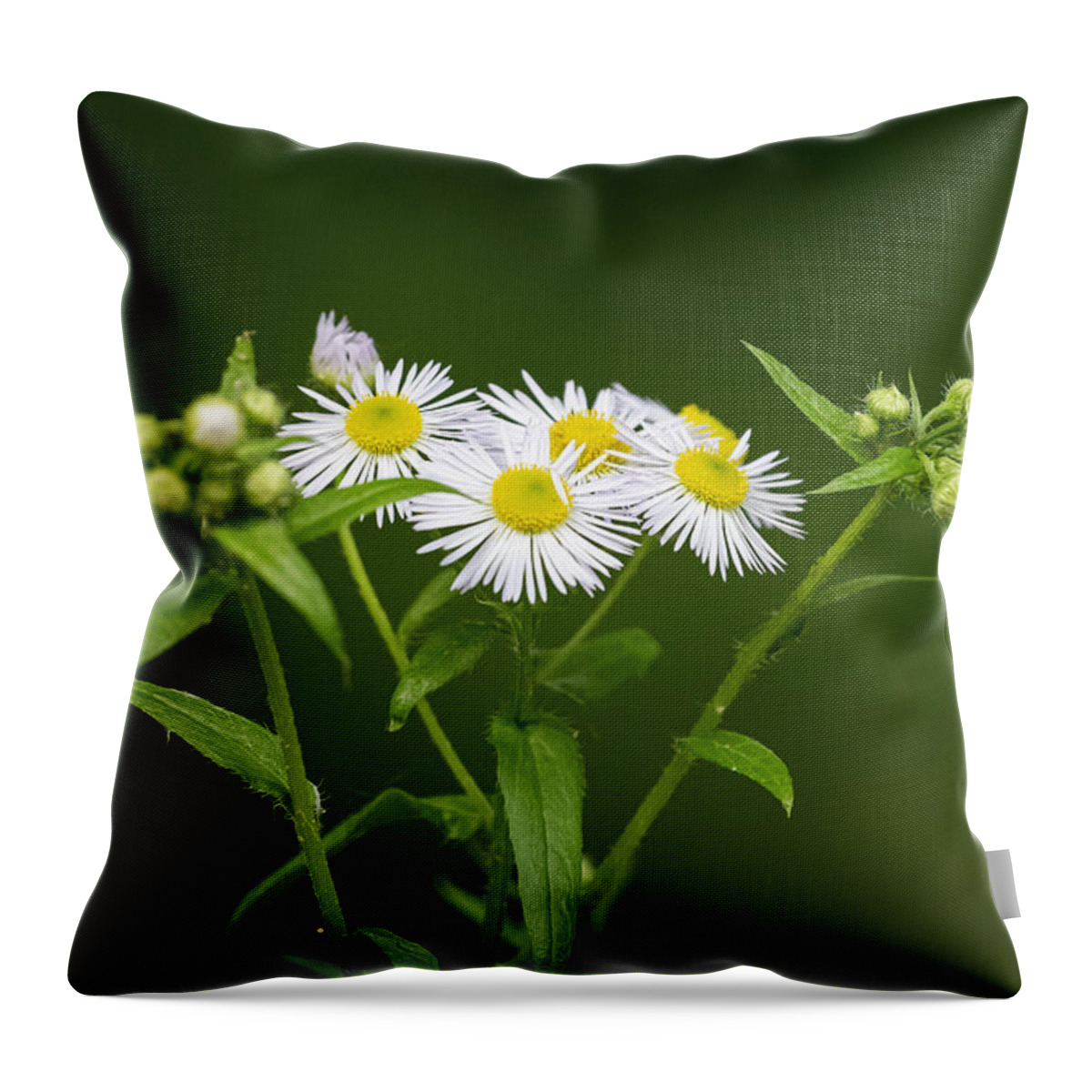 Flower Throw Pillow featuring the photograph Daisy Fleabane is Blooming by Linda Bonaccorsi