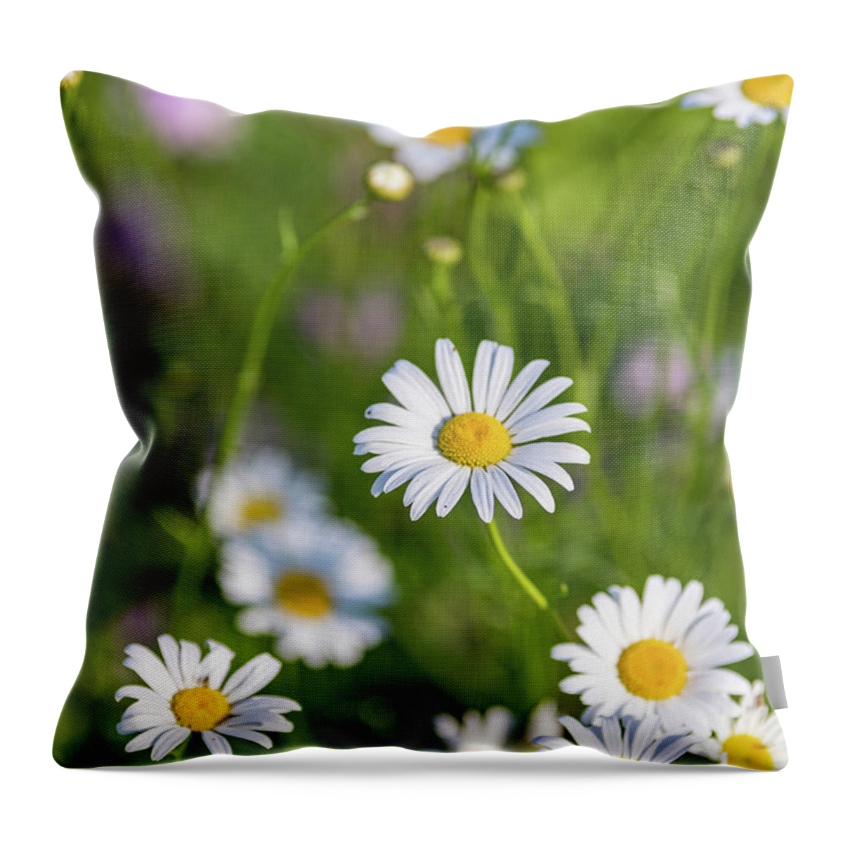 Nature Throw Pillow featuring the photograph Daisy Flowers in a Field by Amelia Pearn