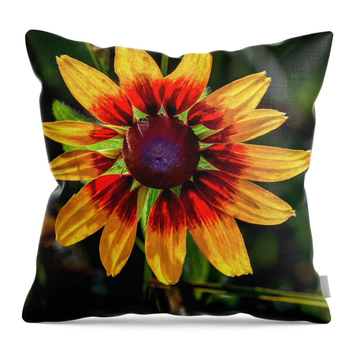 Colors Throw Pillow featuring the photograph Daisy in sunlight by Brian Shoemaker