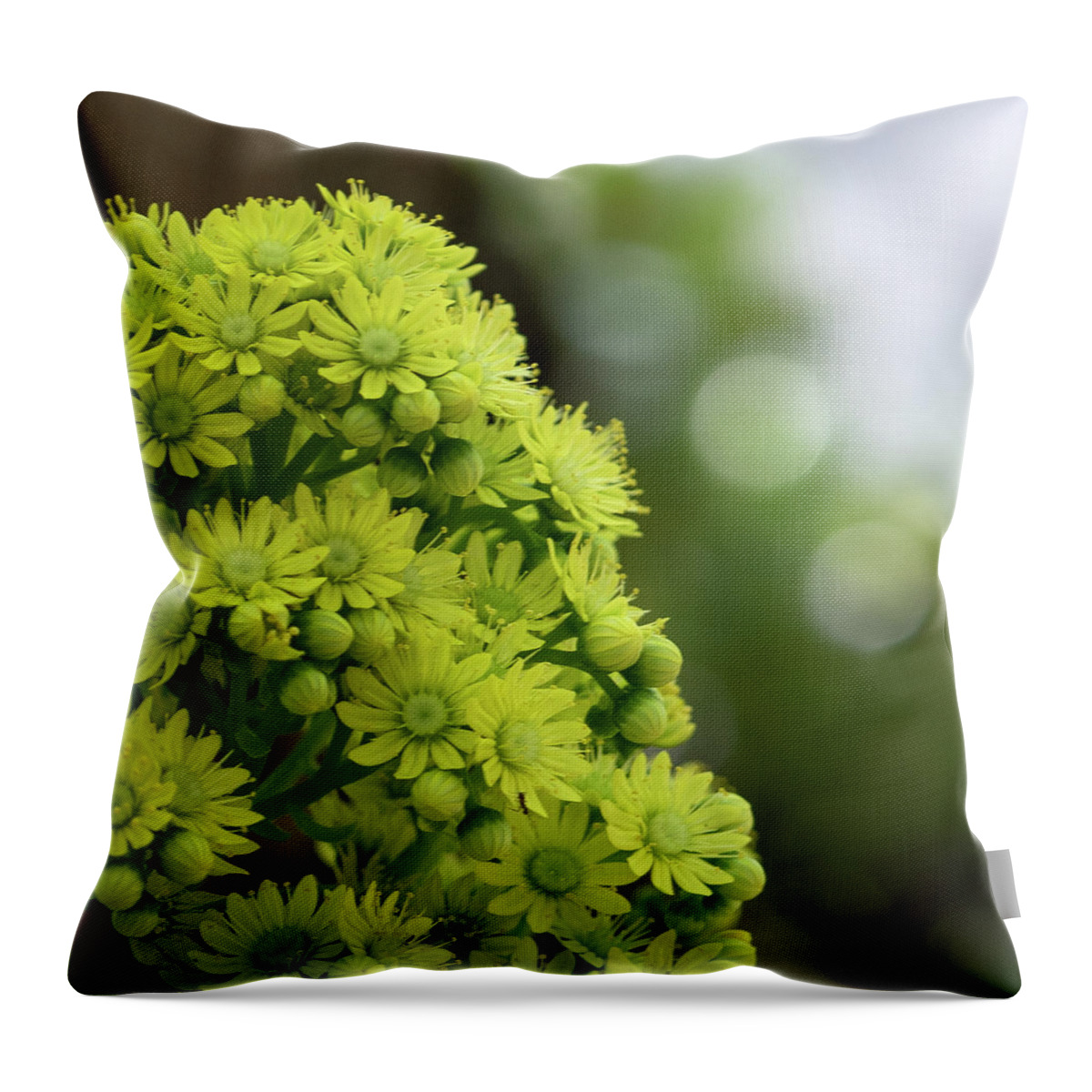 Macro Throw Pillow featuring the photograph Daisy Play by Laura Macky