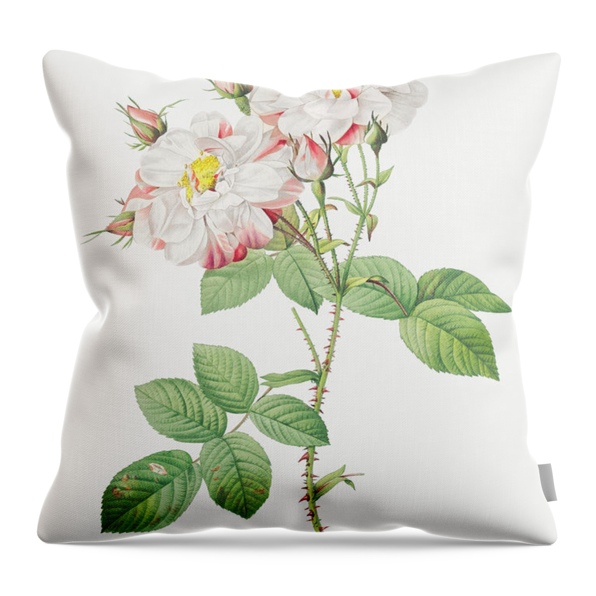 Rose Throw Pillow featuring the painting Damask Rose, York and Lancaster Rose also known as Rosa damascen by World Art Collective