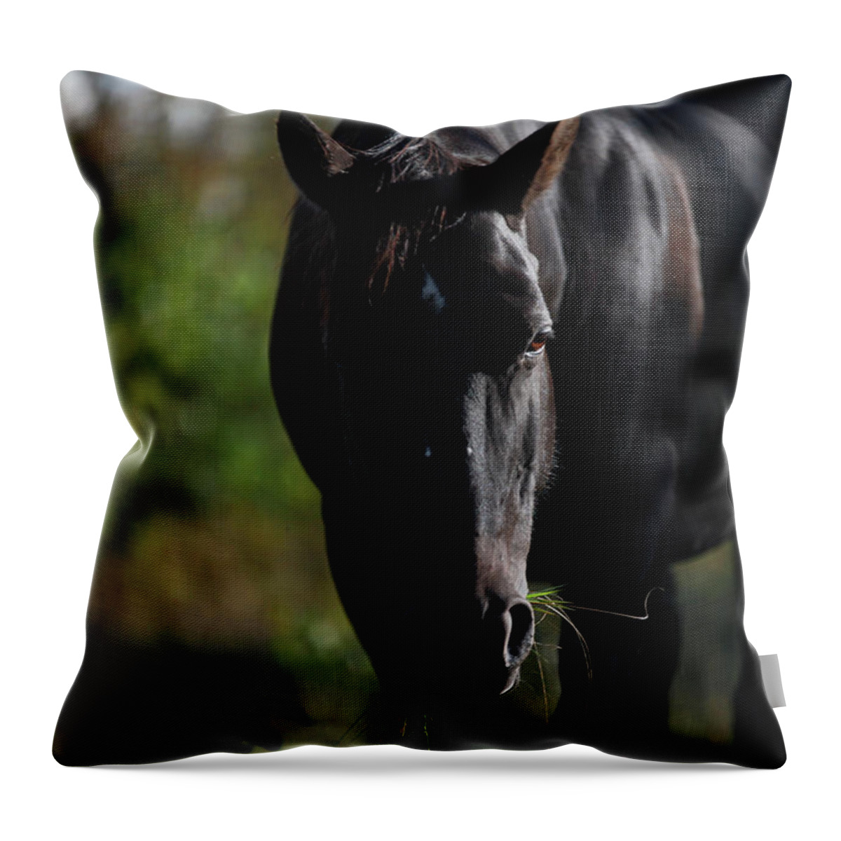 Black Horse Throw Pillow featuring the photograph Dark Peace by Listen To Your Horse