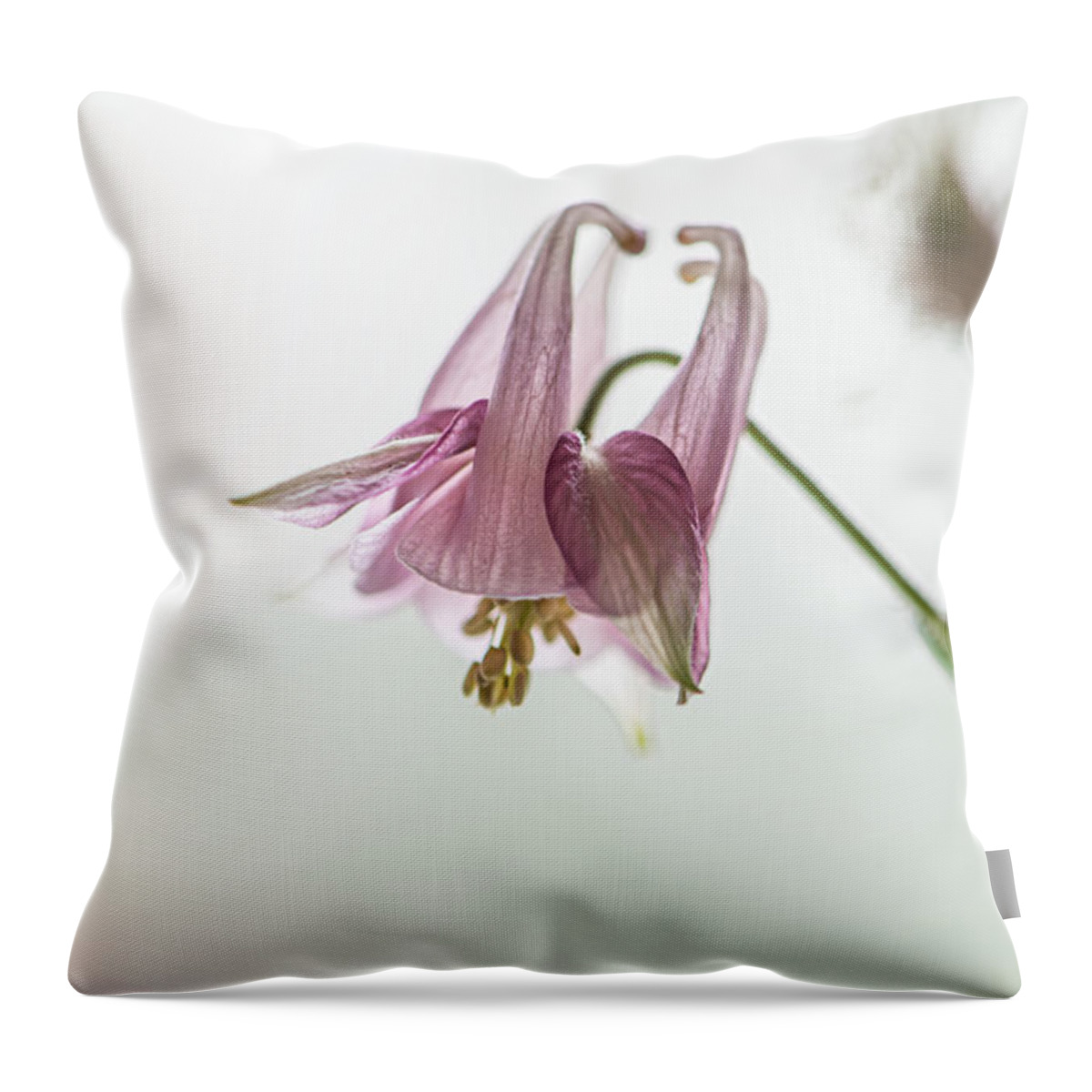 Aquilegia Throw Pillow featuring the photograph Darling Columbine by Maggie Terlecki