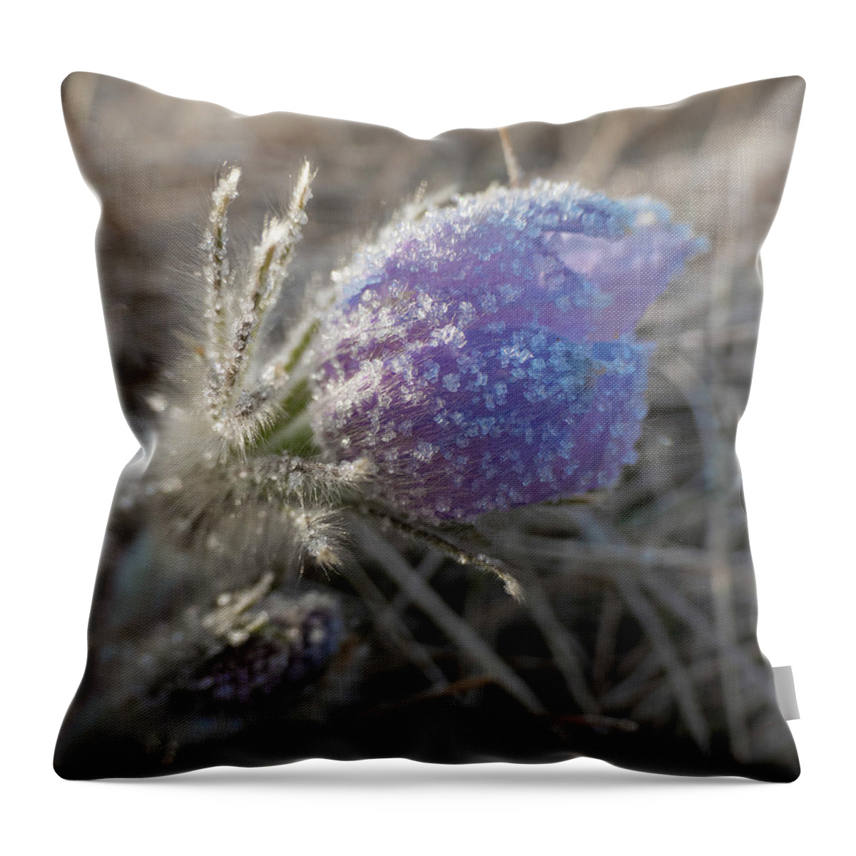 Frost Throw Pillow featuring the photograph Dawn Frost On A Spring Crocus by Phil And Karen Rispin