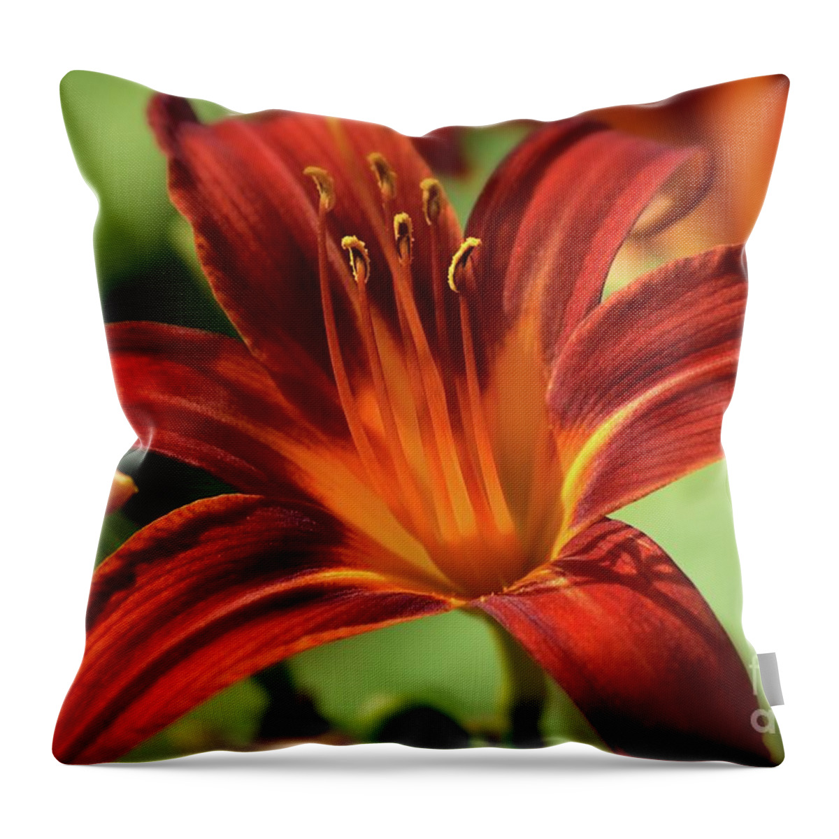 Flower Throw Pillow featuring the photograph Daylily - Blazing Red - Close up by Yvonne Johnstone